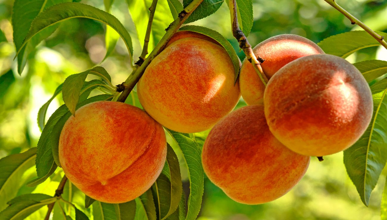 Ripe peaches on a limb