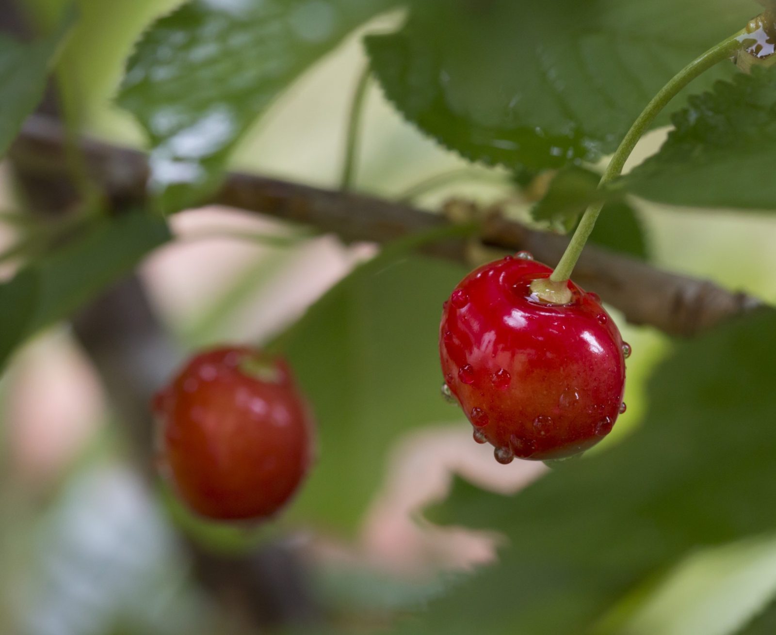 A ripe red cherry hanging among the leaves