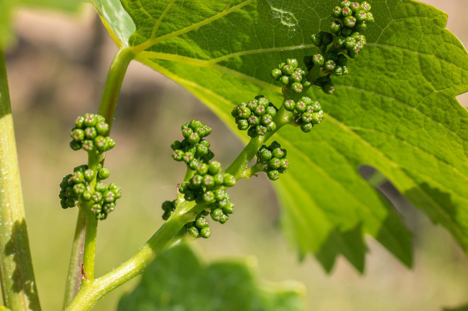 Young grape flower clusters forming beneath a vine leaf