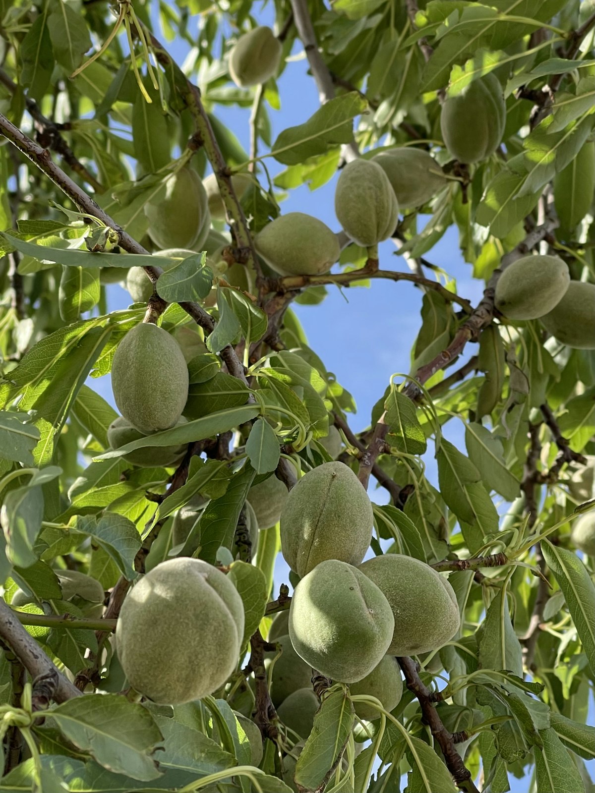 Green almonds ripening on the tree