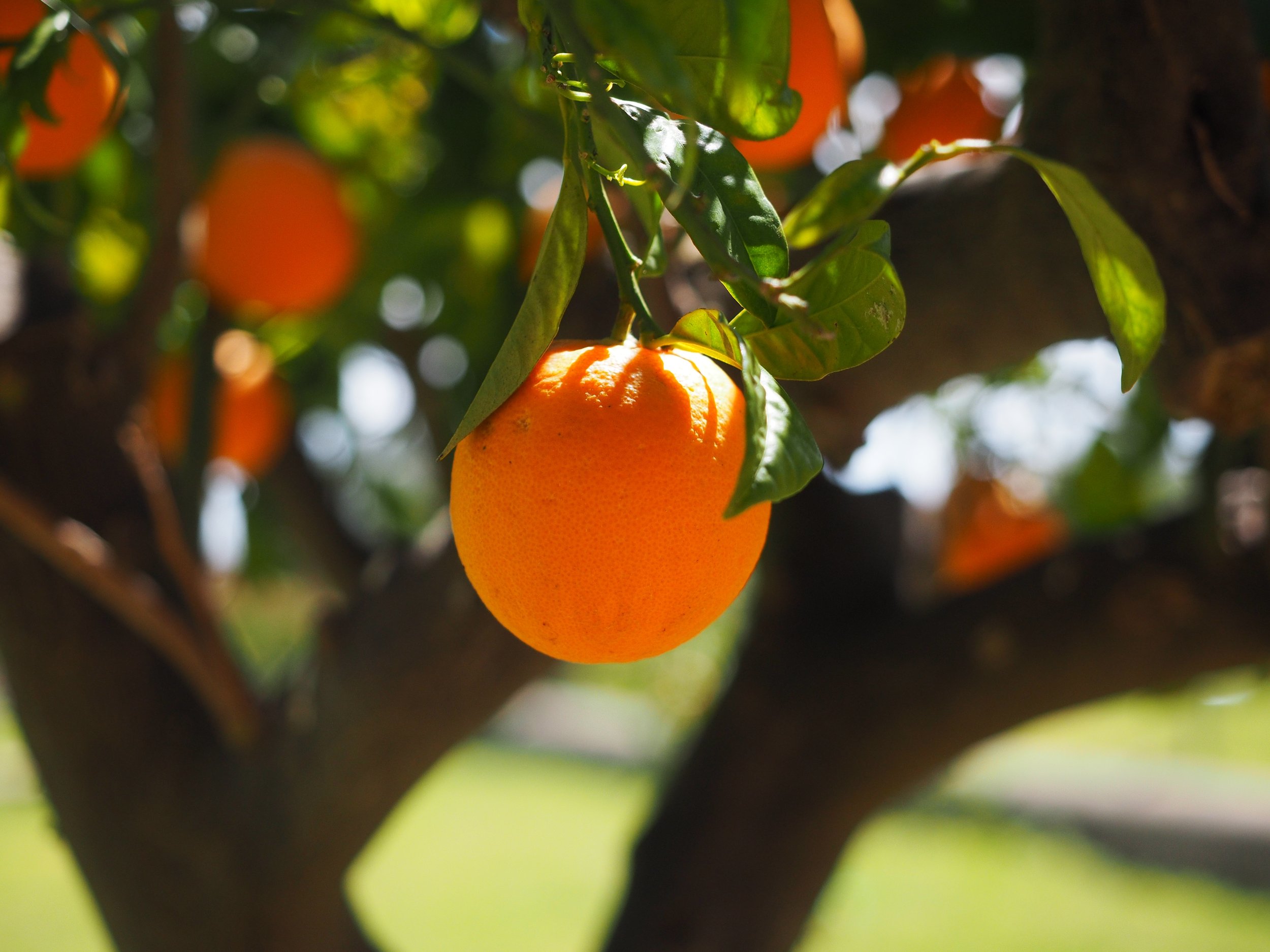 An orange hanging on a citrus tree
