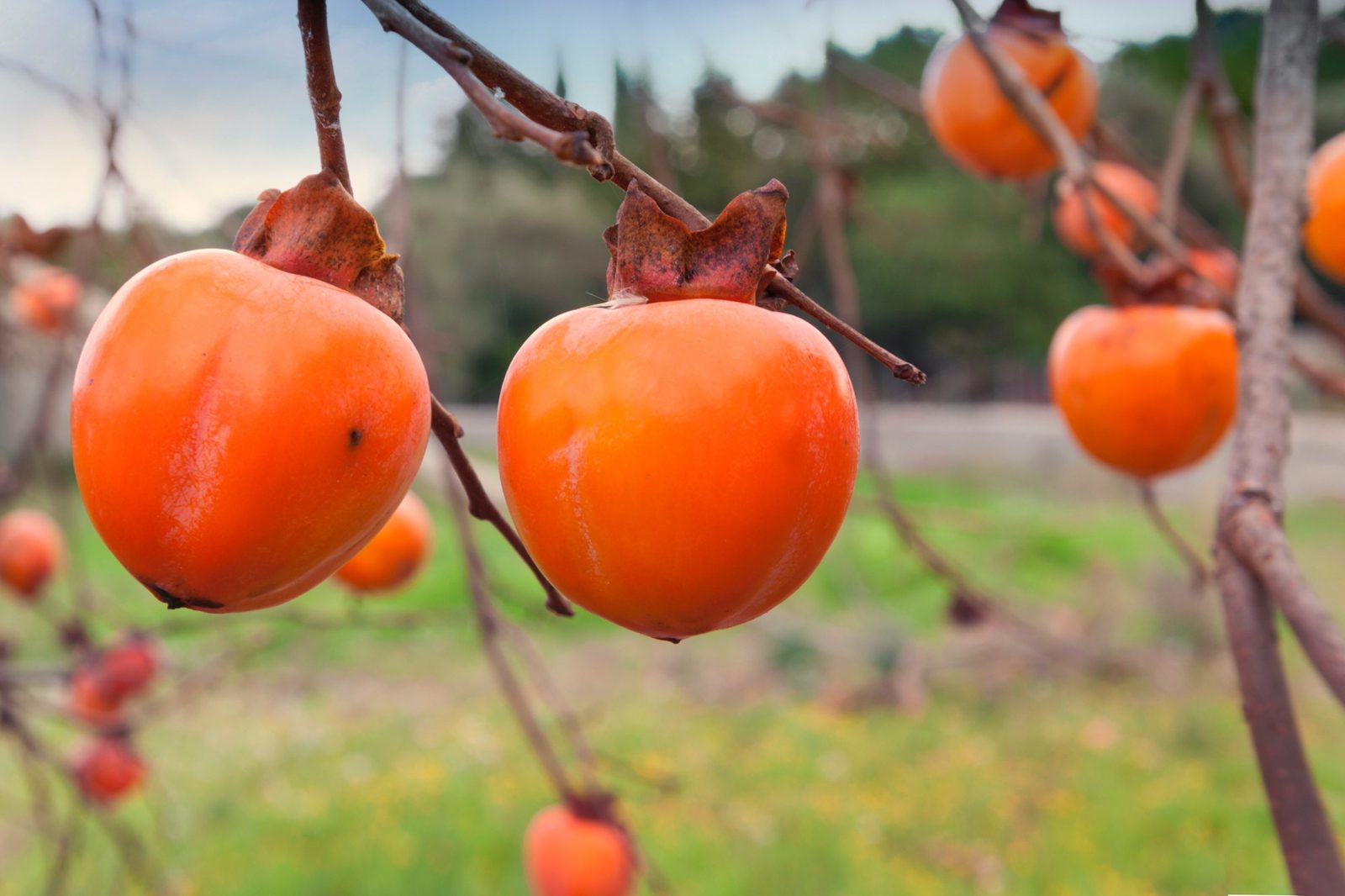 Ripe persimmons hanging from a bare branch