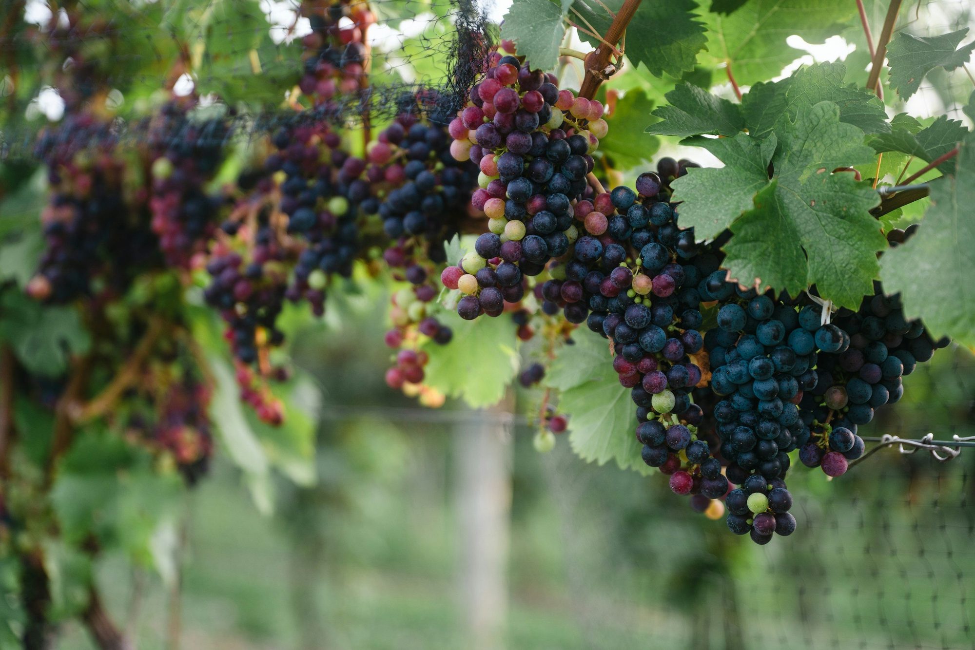 Clusters of wine grapes on the vine