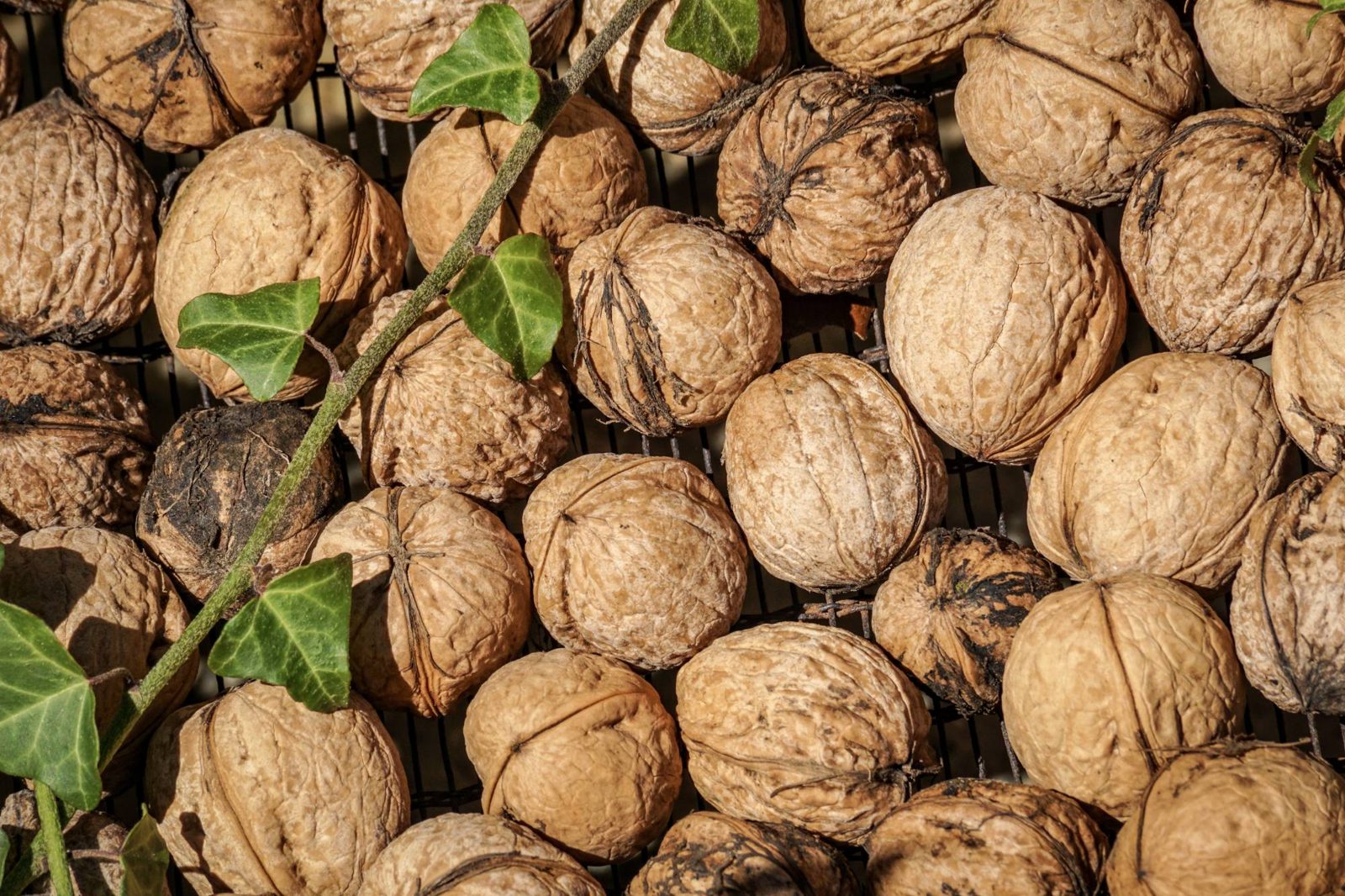 Walnuts in the shell drying on a rack